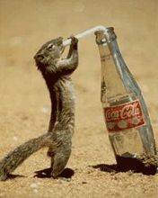 pic for squirell drinkin coke